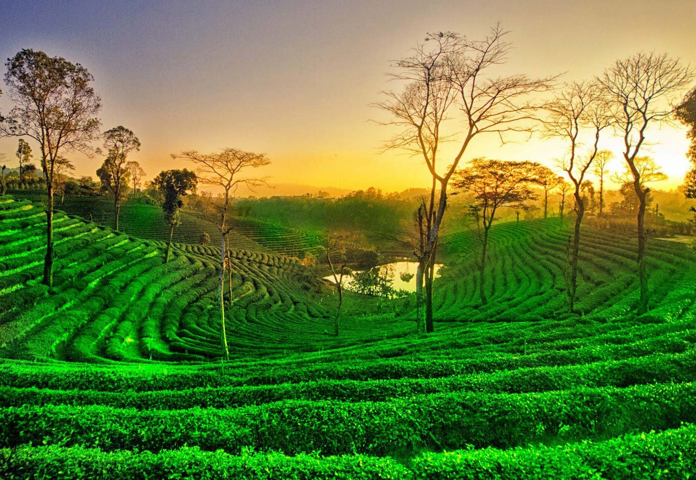 Unknown Tea Plantations of Assam